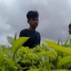 teza