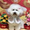 侯彩兒