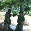 Dendi Shoot