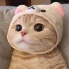 Naughty_Cat