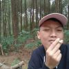 Mass gall