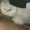 Janet