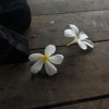 Thanchanok ʚĩɞ
