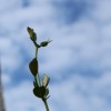 Seedlings