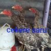 Ceker Saru Saru