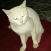 kittycat