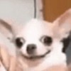 吉