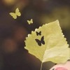 lilytulip