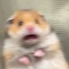 hamster