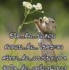 อรอุษา ผัดสี
