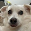Momoko