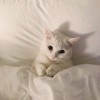 Susan