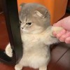 Meawmameaw