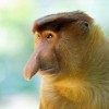 Mr Koko