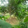 Bulan Penuh