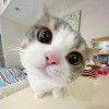ป๋องโรซ่า