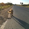 Chonly
