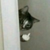 Hai Kevin