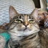 Patchaya
