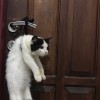 Sulis Tiyo