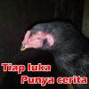 Bang Jay