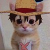 DUDUL_EL GATO...