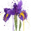 Iris Mok