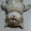 ไ ข่ แ ม ว
