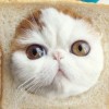 白鹿辰磊