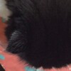 Gibgub