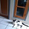 Agustina