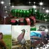 X Triya Creativity