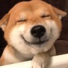 芷芬