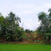 Iman Banyumas
