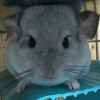 Chinchilla