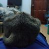 Ada Ada