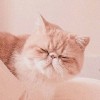 อะตอม