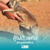 Kangaroo Indi Hand - hug