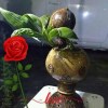 Bonsai Kelapa