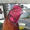 Bintang Tatang