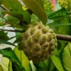 buah delima