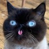 Hi_cHazz
