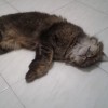 sita
