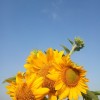 anchavi_th