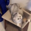 Cat Itsarapohn