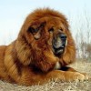 Taz'an Taufig
