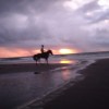 Aliep