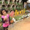ใบหม่อน ใบพลู