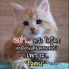น้องแมว ตาคม