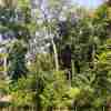 Manat Noiphonthan